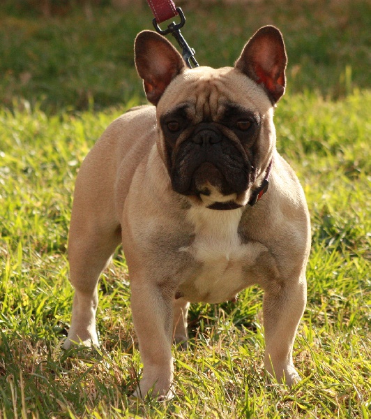 Eau de rose du Chant de l'Elfe