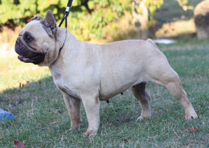 Grain de folie (vit chez mes parents) du Chant de l'Elfe