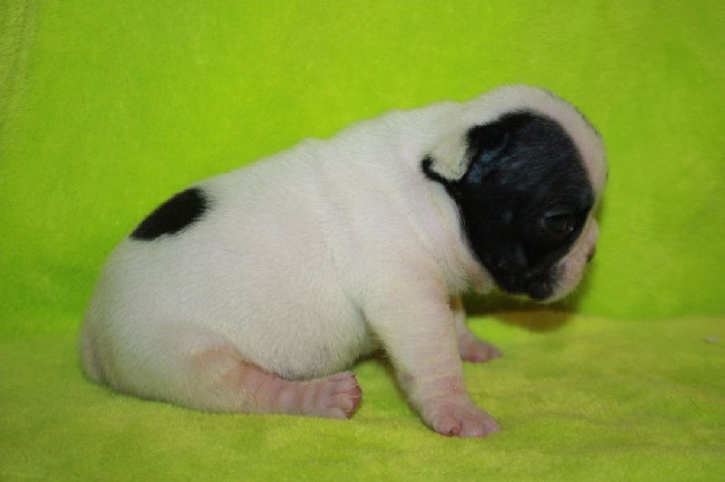 Chiot Bouledogue français du Chant de l'Elfe